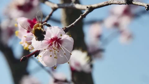 Honey bee studies a fruit tree flower and flies away Vídeos de archivo 269872169