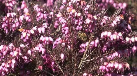 Honey bee sucking nectar Stock Footage 22424936