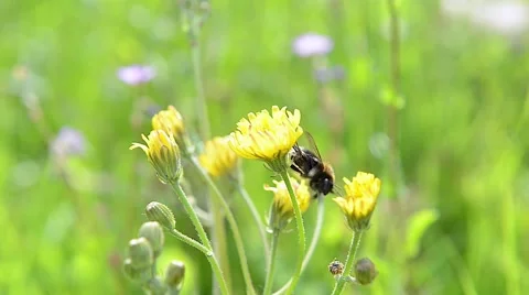 Honey bee on summer meadow Stock Footage 50451252