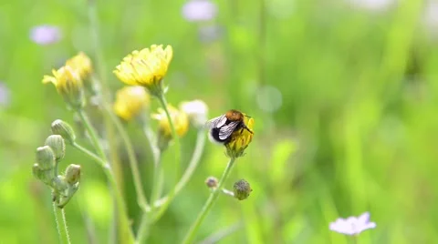 Honey bee on summer meadow Stock Footage 50451603