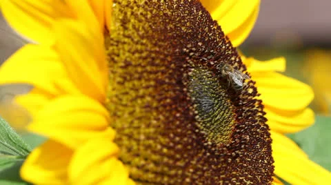 Honey Bee on Sunflower Stock Footage 25860123