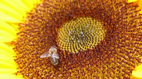 Honey Bee on Sunflower Video stock 25860189