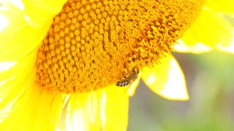 Honey bee on Sunflower  Stock Footage 58359062