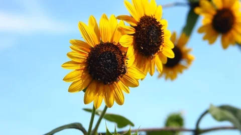 Honey Bee on a sunflower. Vidéo 77651676