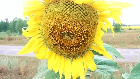 Honey bee on sunflower Stock Footage 79504641