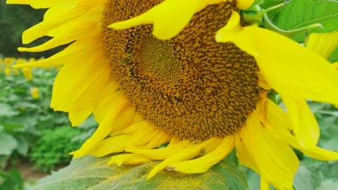 Honey bee on a sunflower Stock Footage 131270824