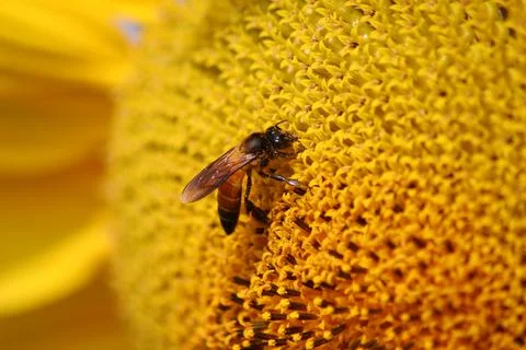 Honey bee on sunflower Stock Photos