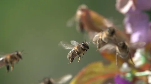 Honey bee swarm, bees flying arround plant Stock Footage
