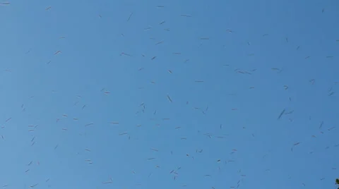 Honey Bee Swarm Stock Footage 26150007