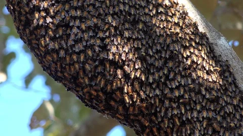 Honey Bee swarm hangs in tree Stock Footage 93409260