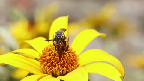 A honey bee, Sweat Bee - Halictus scabiosae with long sucker at yellow flower Stock-Footage 156709424