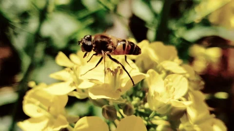 HONEY BEE TAKING FLIGHT FROM YELLOW FLOWERS Video stock 249426634
