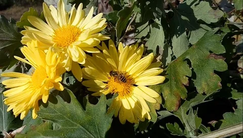 Honey bee taking nectar from the flowers Stock Footage 103650561