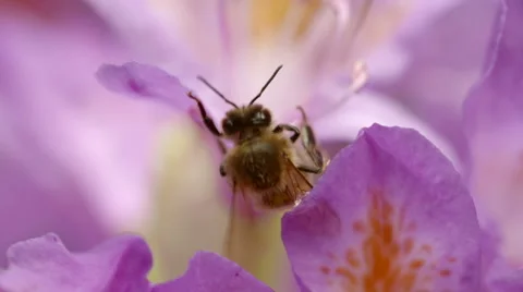 Honey Bee Tossing Pollen While Balancing atop Pink Flower Petal Stock Footage 51444687