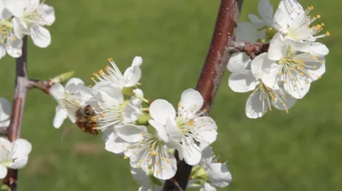 Honey bee on tree blossoms Stock Footage 8646162