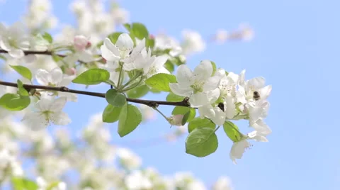 Honey bee on a tree flower Stock Footage 64779068