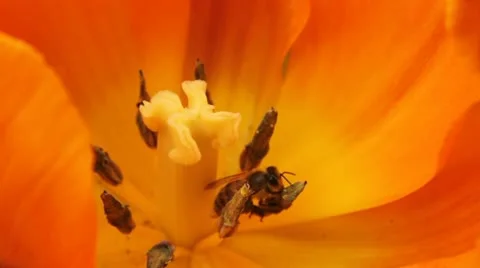 Honey bee in tulip core 스톡 동영상 10893980