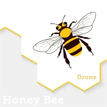 Honey Bee Vector Illustration Isolated on White Stock Illustration