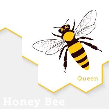 Honey Bee Vector Illustration Isolated on White Stock Illustration