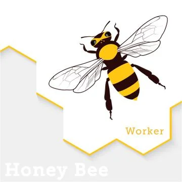 Honey Bee Vector Illustration Isolated on White Stock Illustration