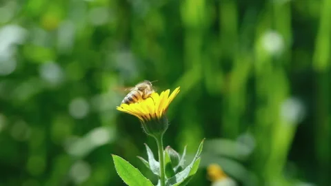 Honey bee view while collecting pollen from flower,animal insect pollination Stock Footage 149080376