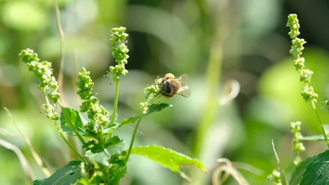 Honey bee view while fly and collect pollen from flower,animal insect wildlife Stock Footage 148056845