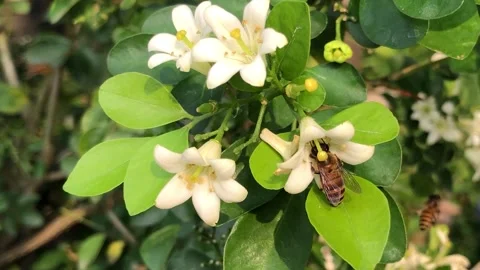 Honey Bee Visiting White Citrus Flowers for Natural Pollination Process Stock Footage 340048313