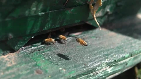 Honey bee wandering and hovering around hives in bright sunny day Stock Footage 159993011