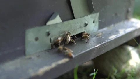 Honey bee wandering and hovering around hives in bright sunny day Stock Footage 159994136