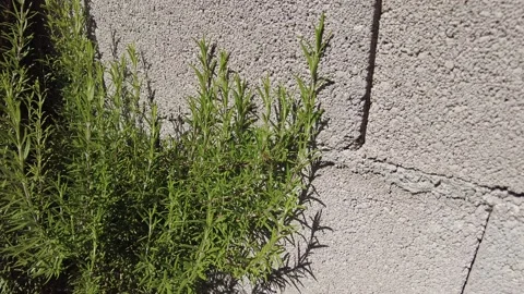 The honey bee that wanders around to make honey is hovering over the plant. Stock Footage 229238386