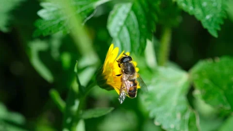 Honey bee while collect pollen from spring flower head,animal insect wildlife Stock Footage 148588067