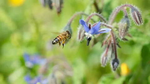 Honey bee while collecting pollen from borage flower,animal insect pollination Stock Footage 149445969