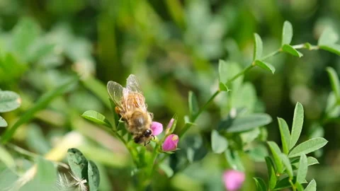 Honey bee while collecting pollen from flower meadow,animal insect pollination Stock Footage 153332498