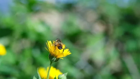 Honey bee while fly and collect pollen from flower head,animal insect wildlife Stock Footage 147560974