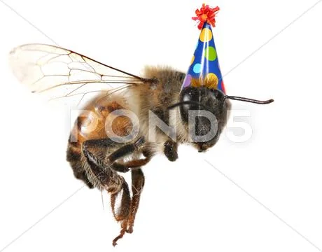 Honey bee on white background with birthday hat Stock Illustration