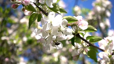 Honey Bee On White Flower - 1 Stock Footage 83950906