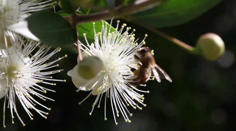Honey Bee on a white flower Stock Footage 44404174