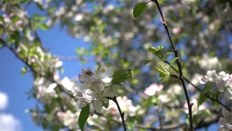 Honey Bee On White Flower Stock Footage 83950953