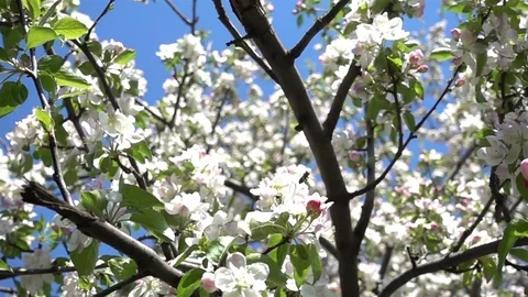 Honey Bee On White Flower Stock Footage 83950956