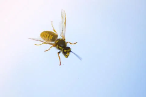 Honey bee on the window Stock Photos