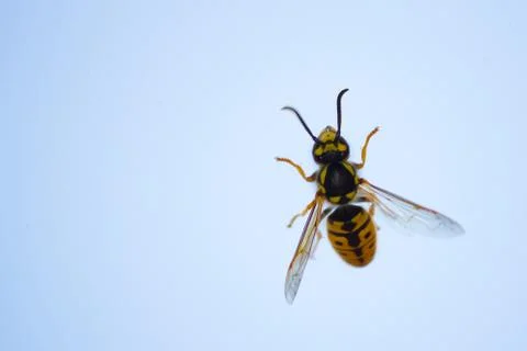 Honey bee on the window Stock Photos
