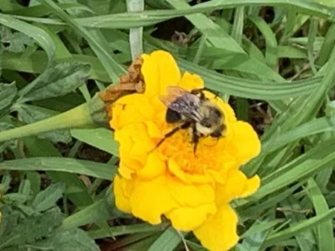 Honey Bee at Work Stock Photos