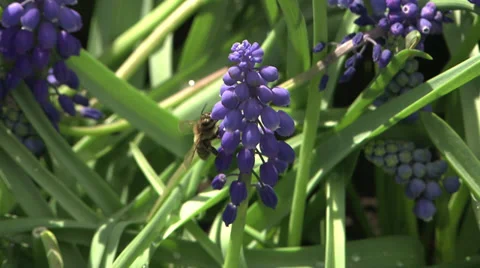 Honey bee at work in spring Stock Footage 38156229
