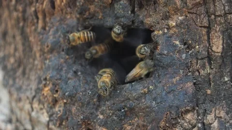Honey bee worker flying in and out from nature wood hold Stock Footage 241742613
