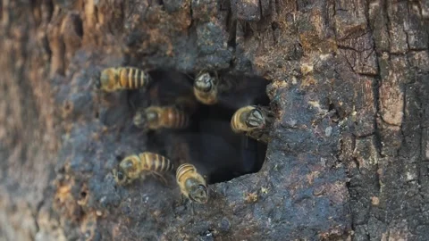 Honey bee worker flying in and out from nature wood hold Stock Footage 241742715