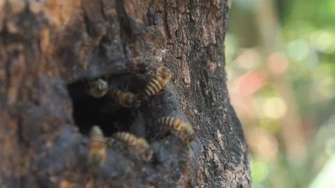 Honey bee worker flying in and out from nature wood hold Stock Footage 241742729