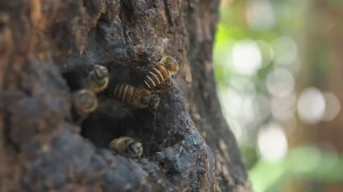 Honey bee worker flying in and out from nature wood hold Stock Footage 241742762
