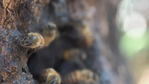 Honey bee worker flying in and out from nature wood hold Stock Footage 241742867