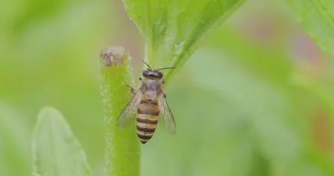 Honey bee worker grooming mid-hang on foliage Video stock 339402115
