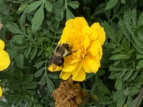 Honey Bee worker at work Stock Photos